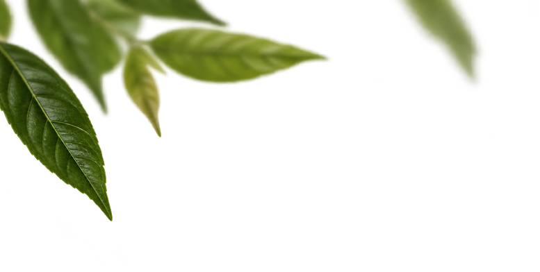 Fresh Tea Leaves